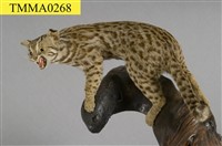 石虎藏品圖，第10張